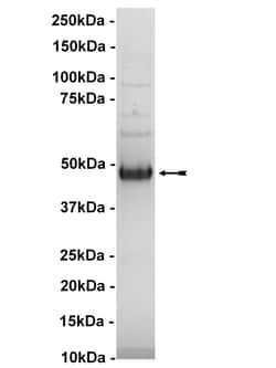 Eurofins DiscoverX Akt3/PKB (S472D) Protein, Active 10 &mu;g | Buy Online | Eurofins DiscoverX | Fisher Scientific
